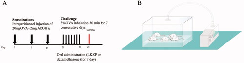 Figure 1. (A) Experiment protocol for asthma model and treatment. Mice were grouped, sensitized, treated and challenged as described before. LKZP (2.1 g/kg; 4.2 g/kg; 8.4 g/kg) had been given by gavage from day 21 to 27. Within 24 h after the final challenge, mice were sacrificed. (B) Scheme of OVA inhalation.