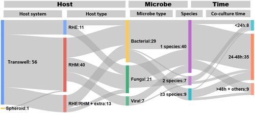 Figure 2. Varying complexity of current 3D oral HMI models. Oral HMI models are reconstructed with varying complexity. The Sankey plot illustrates the five main factors contributing to the model complexity, represented by the columns from the left to the right: the host system, host type, microbe type, species and the co-culture time. Of all the 57 studies included in this review, most (56) used transwells to culture RHE and RHM. Then these different types of host models were exposed to either bacteria, fungi or virus that were respectively composed of different numbers of species (from 1 species to ≥ 3 species). The co-cultures were then kept for certain periods of time varying from less than 24 h to more than 48 h. RHE, reconstructed human oral epithelium. RHM, reconstructed human oral mucosa. RHE/RHM + extra: RHE or RHM incorporated with extra elements, such as a flow, immune cells, tooth surfaces or dental implant materials. Time > 48 h + others: studies with microbial exposure longer than 48 h or exposure time not specified (for six studies with viral exposure).