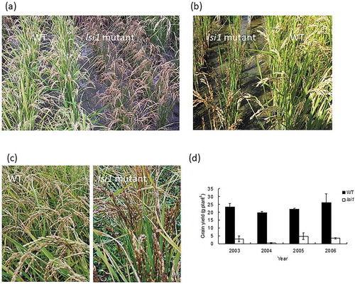 Figure 1. Beneficial effects of silicon in rice revealed by lsi1, a mutant defective in Si uptake and accumulation. (a) Overview of wild-type rice (WT) and lsi1 grown in a paddy field. (b) Effect of Si on insect damage. (c) Effect of Si on pathogen infection in the panicles. (d) Effect of Si on grain yield of WT and mutant grown in a paddy field in different years. Data are adapted from Tamai and Ma (Citation2008)