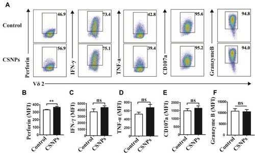 Figure 6 CSNPs specifically promoted perforin secretion of Vγ9Vδ2 T cells. (A–F) Flow cytometry plots and perforin, IFN-γ, TNF-α, CD107a, and granzyme B expression statistics of Vγ9Vδ2 T cells treated with CSNPs for 6 hrs. Data were collected from at least three independent repetitions and analyzed using T-test (*p<0.05, **p<0.01, ***p<0.001, n=3).