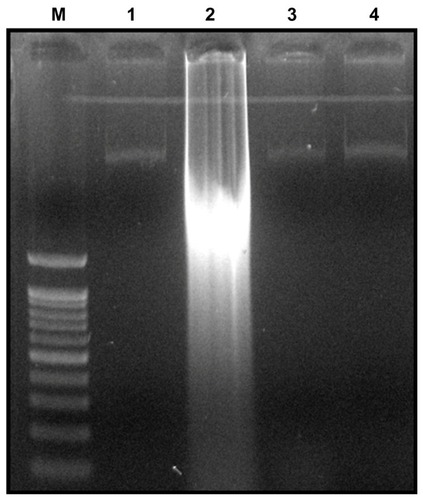 Figure 11 Detection of GO and rGO induced apoptosis by cellular DNA fragmentation.Notes: For DNA fragmentation, cells were incubated with GO and rGO (100 μg/mL) for 24 hours. After incubation, DNA extracted from cells and resolved on agarose gel electrophoresis. Lane M, 1 kB ladder; lane 1, control; lane 2, GO; lane 3, rGO; lane 4, silver nanoparticles.Abbreviations: GO, graphene oxide; rGO, reduced graphene oxide.