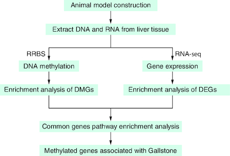 Figure 1. Discovery strategy.Reduced-representation bisulfite sequencing and RNA sequencing were performed on the liver tissues of gallstone mice to explore the genomic methylation landscape and the methylation and expression changes of key pathway genes during the formation of gallstones.DEG: Differentially expressed gene; DMG: Differentially methylated gene; RNA-seq: RNA sequencing; RRBS: Reduced-representation bisulfite sequencing.