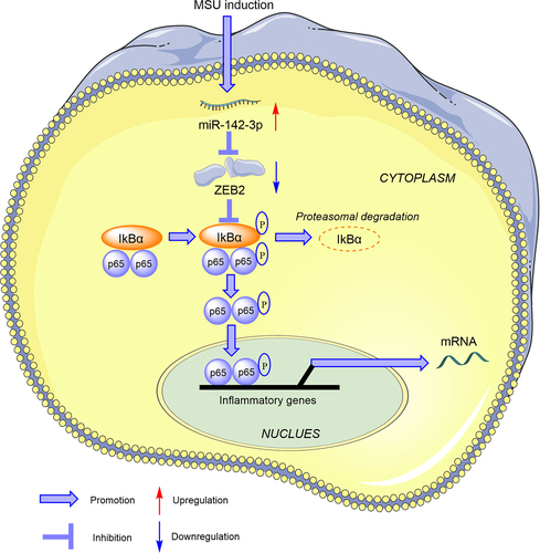 Figure 8. Schematic illustration shows the mechanism of miR-142-3p mediating inflammatory response in GA in vitro. After MSU administration, miR-142-3p is upregulated in THP-1 cells. miR-142-3p directly targets ZEB2 to activate the NF-κB signaling, subsequently promoting cellular inflammatory response.