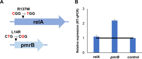 Figure 2 Point mutations in pmrB and relA of E. coli ATCC 25922-R (A) and gene expressions in E. coli ATCC 25922-R by quantitative RT-PCR (B). Relative expressions of genes were determined using 2−ΔΔCt method. Error bars represent the standard deviations of three biological repeats.