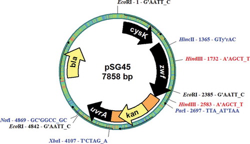 Fig. 1. Physical map of the plasmid pSG45.