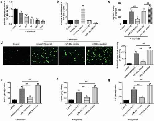 Figure 5. Upregulation of miR-23a level in primary cortical neurons suppresses etoposide induced the apoptosis and inflammatory response. (a) Levels of miR-23a were analyzed by qRT-PCR at different time points after etoposide treatment. (b) Primary cortical neurons were transfected with miR-23a mimics, miR-23a inhibitor, and 4 h later treated with 50 μM etoposide. The expression levels of miR-23a were analyzed by qRT-PCR. (c) The caspase-3 activity was measured by caspase-3 activity kit. (d) The expression of cleaved caspase-3 was detected by immunofluorescence assay(200× magnification). (e-g) IFN-α (e), IL-1β (f) and IL-6 (g) in cell supernatant were measured by the ELISA kit. Data were represented as the mean ± SD of three independent experiments. *p < 0.01, **p < 0.01 vs control group; ##p < 0.01 vs etoposide group.