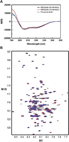 Figure 4. Circular dichroism (CD) profile of the TM4-Cx43CT in various buffers. Spectra the TM4-Cx43CT solubilized in LPPG detergent micelles in MES buffer (pH 5.8, 50 mM NaCl, 42°C) (black), a low-salt MES buffer (pH 5.8, 10 mM NaCl, 42°C) (red), and potassium phosphate buffer (pH 5.8, 42°C) (blue). (A) CD spectra of the TM4-Cx43CT. (B) 15N-HSQC spectra of the TM4-Cx43CT. In each of the buffers, 143 peaks out of expected 199 peaks were observed.