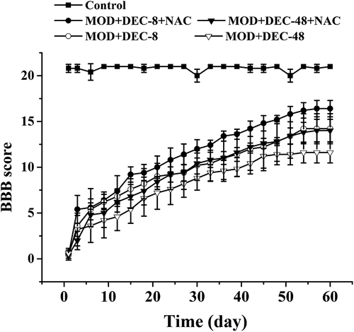 Figure 1. NAC promotes the locomotor ability of rats with SCI after decompression surgery. BBB scores of rats in each group (0 represents no observable hind limb movements, 21 represents normal walking). Data presented as mean ± SD, n = 10.