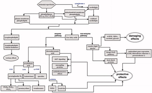 Figure 3. Ischemia/reperfusion-induced breakdown of membrane phospholipids. Activation of phospholipases triggers phospholipid hydrolysis releasing lysophospholipids and free fatty acids. Free fatty acids undergo oxidative metabolism by enzyme and non-enzyme pathways. The enzyme-catalyzed pathways produce oxygenated derivatives such as prostaglandines, prostacyclines, tromboxanes, leukotriens, or epoxides from arachidonic acid. They are responsible for postischemic inflammation. DHA oxoderivatives can elicit antiinflammatory and protective effects. Oxoderivatives of non-enzyme pathways produce reactive lipid species that can be involved in both damaging and protective cell responses (more details in the text). PGD2, PGE2, PGF2: prostaglandins; NPD1: neuroprotectin 1; 4-HNE: 4-hydroxy-2-nonenal; MDA: malondialadehyde; GSH: glutathione.