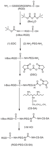 Figure 1 Synthetic scheme of RGD-PEG-CS-SA copolymer.Abbreviations: RGD, Arg-Gly-Asp; PEG, poly(ethylene glycol); SA, stearic acid; CS, chitosan; DSC, N,N′-Disuccinimidyl carbonate; HCl, hydrochloric acid.