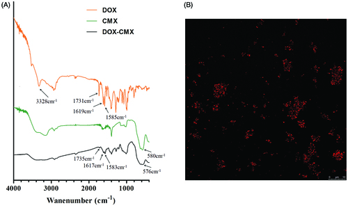 Figure 2. (A) FTIR spectra of DOX, CMX, and CMX–DOX. (B) Confocal microscopic image of CMX–DOX.