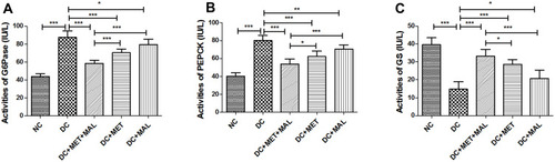 Figure 9 Effect of combined drug therapy on the activities of enzymes related to glucose metabolism. The activities of G6Pase (A), PEPCK (B), and GS (C) involved in glucose metabolism. The data were presented as mean ± SD, (n = 8 for all groups). ***P < 0.001;**P < 0.01; *P < 0.05.