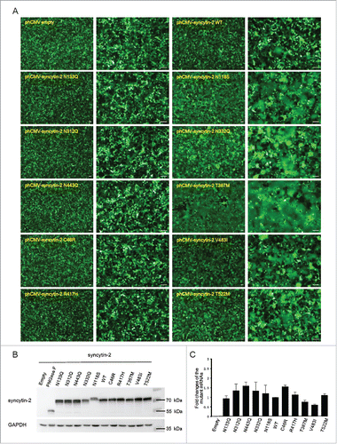 Figure 3. Expression of WT and mutant syncytin-2 in 293T-EmGFP cells and effects on cell-cell fusion. (A) Cell-cell fusion assay mediated by wild-type (WT) or mutant syncytin-2. 293T-EmGFP cells in 35 mm plates were transfected with 1.5 μg phCMV-syncytin-2 WT or mutant expression plasmids for 36 h. Patches of green fluorescence were monitored as the formation of multinucleated syncytia. Compared with WT syncytin-2, more obvious syncytia were observed by transfection with syncytin-2 mutants N118S, N332Q, T367M, V483I and T522M. No syncytia were visible after overexpression of syncytin-2 mutants C46R, N133Q, N312Q, N443Q and R417H followed by microscopic examination at ×40 and ×100 magnification. Bars = 100 µm. (B) Western blot analysis of the expression of syncytin-2 and its mutants in 293T-EmGFP cells after 36 h of transfection. The cells shown in A were harvested for immunoblotting using syncytin-2 and GAPDH antibodies, respectively. (C) The transcription levels of syncytin-2 were simultaneously quantified by real-time PCR using GAPDH as an internal control. Mean values and SDs are obtained from 3 independent experiments. Empty, phCMV empty vector.