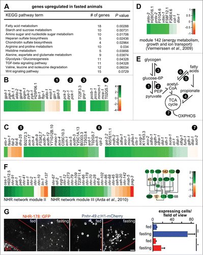 Figure 8. Fasting induces modular changes in the metabolic gene regulatory network. (A) KEGG pathway enrichment analysis of gld-1 RNAi animals that were fasted. Only upregulated pathways in fasted compared to fed gld-1 RNAi animals with P values lower than 0.01 are shown. (B) Changes in transcript levels in selected carbohydrate and branched-chain amino acid catabolism pathways. log2-fold changes between fasting and feeding are shown. (circled numbers: 1 = glycolysis; 2 = gluconeogenesis; 3 = glycogen metabolism; 4 = propionate metabolism). (C) Changes in transcript levels in fatty acid and mitochondrial metabolic pathways. log2-fold changes between fasting and feeding are shown. log2-scale as in panel (B). (circled numbers: 5 = fatty acid synthesis; 6 = ß-oxidation; 7 = tricarboxylic acid (TCA) cycle, mitochondrial catabolism) (D) Changes in transcript levels in module 142 from ref. Citation42. log2-fold changes between fasting and feeding are shown. (E) Core metabolic processes in C. elegans and the pathways identified to be regulated after fasting (circled numbers, see above). PEP = phosphoenol-pyruvate, OXPHOS = oxidative phosphorylation. (F) Left: Changes in transcript levels in modules II and III from ref. Citation45. log2-fold changes between fasting and feeding are shown. Right: Connection between the metabolic regulators in module III. Colors represent log2-fold changes. (G) NHR-178 and NHR-49 expression in germline tumors and regulation by fasting. Left: Representative z-projections of central germline tumor regions of the indicated transgenic animals. Scale bar: 10 μm. Right: Quantification of tumor cells expressing NHR-49 (blue) or NHR-178 (red) at d 3 of adulthood with or without starvation for 1 d; n = 3 animals each; *P ≤ 0.05; **P ≤ 0.01.