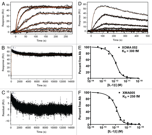 Figure 1 Kinetic binding analysis of XOMA 052 and XMA005. (A) Injection of human IL-1β over XOMA 052 captured by protein A/G. Data were collected in triplicate for six IL-1β concentrations ranging from 23 pM to 57.8 nM. (B) Three injections of 57.8 nM human IL-1β were followed for 4 h of dissociation and fit using Scrubber2 software to estimate a dissociation rate (kd) of ≤6.3 × 10−6 sec−1. (C) The trend in the residuals from the fit of the data in the early part of dissociation profile is not seen in experiments using aldehyde-coupled antibody and is thus believed to result from instability due to capture. The value for the dissociation rate was determined from the later portion of the long dissociations. The association rate of 1.7 × 106 M−1s−1 was determined using a global fit of the association curves with a simple 1:1 Langmuir binding model with the dissociation rate fixed at the value determined from the long dissociations. The fit of the data is shown as a solid red line, yielding an affinity of ≤4 pM. (D) Injection of mouse IL-1β over XOMA 052 captured by protein A/G. Data were collected in triplicate for six IL-1β concentrations ranging from 23 pM to 300 nM, except for the highest concentration, which was a singlicate injection. Data were fit globally with a simple 1:1 Langmuir binding model, yielding an affinity of 7 nM. Analysis of XOMA 052 (E) and XMA005 (F) binding to human IL-1β by Kinetic Exclusion Assay (KinExA). This solution-based method yields equilibrium binding constants (KD) of 300 and 240 fM with 95% confidence intervals of 115 to 742 and 70 to 722 fM, for XOMA 052 and XMA005, respectively.