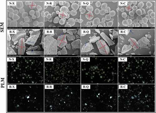 Figure 1. Morphologies of native and resistant starch granules determined by polarized light microscope (PLM), and scanning electron microscope (SEM). N-X, N-R, N-Q, and N-C were native starches in Xingrenbaike, Ribenyiyi, Qianyi 2, and CL63. N-X, N-R, N-Q, and N-C were resistant starches in Xingrenbaike, Ribenyiyi, Qianyi 2, and CL63.Figura 1. Morfología de los gránulos de almidones nativos y resistentes identificada mediante por el microscopio de luz polarizada (PLM) y el microscopio electrónico de barrido (SEM). N-X, N-R, N-Q y N-C son almidones nativos de Xingrenbaike, Ribenyiyi, Qianyi 2 y CL63. N-X, N-R, N-Q y N-C son almidones resistentes de Xingrenbaike, Ribenyiyi, Qianyi 2 y CL63