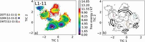 Figure 1. (a) Free energy surface of the CDR-L1 loop with a loop length of 11 residues including the projected canonical cluster median representatives. The canonical cluster representative used as starting structure for simulations is shaped as triangle, while all the other available canonical cluster median X-ray structures are visualized as circles and the respective color-coding is shown on the left. (b) Contours of the free energy surface are displayed in the background of the Markov-state model. The macrostate representatives with the respective macrostate ensemble and transition kinetics are also included. The macrostate representatives were colored independent of the canonical cluster representatives in (a) and summarize the kinetically relevant conformations of the CDR-L1 loop in solution. We obtained four macrostates, in which all canonical cluster medians are present, and we are even able to suggest two additional dominant solution structures