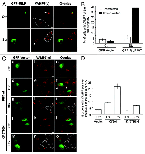 Figure 9. VAMP7-positive vesicles are transported by proteins involved in microtubule-mediated trafficking. (A) HeLa cells overexpressing GFP-RILP were incubated for 4 h in complete media or starvation. Endogenous VAMP7 was detected by indirect immunofluorescence (IF). Scale bars: 5 μm. Arrows: VAMP7 structures localized at the perinuclear region. (B) The percentage of cells with VAMP7 at the cell periphery was quantified from images as those displayed in (A) and represent the mean ± SEM of two independent experiments. At least 50 cells were counted in each condition. (C) HeLa cells co-transfected with GFP-vector and pcDNA-Kif5 wt or pcDNA-Kif5T93N were incubated for 4h in complete media or in an amino acid, serum-free media. Endogenous VAMP7 was detected by indirect IF. Arrows: VAMP7 structures localized at the cell tips. Scale bars: 5 μm. Images were obtained by confocal microscopy. (D) The percentage of cells with VAMP7 positive structures at the cell periphery was quantified from images as those displayed in (C) and represent the mean ± SEM of two independent experiments.