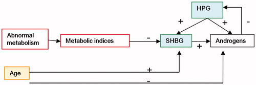 Figure 2. Interrelationship between age, abnormal metabolism and sex hormones. The effect of age and age-related chronic diseases includes the effect of abnormal metabolism on the androgen levels in elderly men. Serum FT and testosterone levels in elderly men significantly decreased with increasing age, and with the increase in incidence of MetS and chronic diseases, SHBG and TT levels decreased. However, age directly or indirectly promoted SHBG levels, which in turn compensated for the decrease in androgens in elderly men to some extend. + positive effect, − opposite effect. The yellow square means bidirectional effect on androgens; the red square means opposite effect on androgens; and the green square means positive effect on androgens.