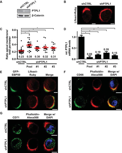 FIG 4 PTPL1 is required for apical membrane clustering. (A) Western blot of W4:shCTRL or W4:shPTPL1 lysates probed for PTPL1 and β-catenin. (B) Localization of Lifeact-Ruby in W4:shCTRL or PTPL1-depleted W4 cells. Scale bars, 5 μm. (C) Quantification of apical membrane size in W4:shCTRL and W4:shPTPL1 cells. Red bars represent the average. Red error bars represent the SEM (n > 17). *, P < 0.05 using independent sample t tests. (D) Relative PTPL1 mRNA expression levels as determined by qPCR. Values in the graph represent the average. Error bars represent the SEM (n = 6; 2 biological and 3 technical replicates). *, P < 0.05 using independent sample t tests. (E, F, and G) Localization of the brush border marker GFP-EBP50 (E), apical membrane marker CD66 (F), and basolateral domain marker CD71 (G) in polarized W4:shCTRL and W4:shPTPL1 cells in combination with the actin marker Lifeact-Ruby or phalloidin-Alexa Fluor 568 and DAPI. Scale bars, 5 μm.