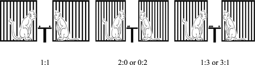 Figure 3. Aversion test. Pairs of a monkey got red grape distributions between them with 1:1, 0:2 or 2:0, and 1:3 or 3:1 ratios.