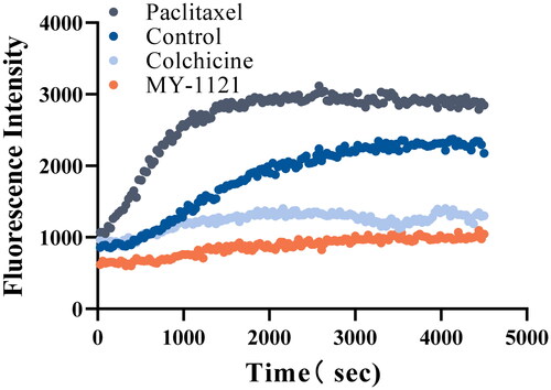 Figure 4. Effects of compound MY-1121 on tubulin polymerisation under cell free condition. The vertical coordinate indicates the degree of tubulin polymerisation. The experiments were repeated thrice.