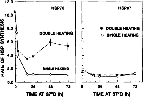 Figure 3. Rate of HSP synthesis of thermotolerant cells before and after exposure to a test heat shock. Left panel: kinetics of hsp70 synthesis. The open circles represent rates of hsp70 synthesis at various times after the priming dose of 4 h at 41°C. The solid circles are rates of hsp70 synthesis following the second heat dose (15 min at 43.5°C). These latter data measured the response of cells to a second heat treatment, in terms of their ability to re-initiate the synthesis of additional hsp70 during the decay of thermotolerance induced by the first priming heat shock. Right panel: Similar measurements performed for hsp87. For both panels, rates were calculated by taking the ratio of the peak height of hsp70 or hsp87 peak to that of actin.
