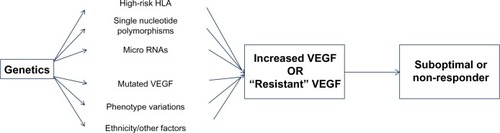 Figure 3 Summary of the most important pathways that may be responsible for variability of response from patient to patient in diabetic retinopathy (DR).
