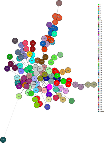 Figure 5 Minimum Spanning Tree analysis of MRSA isolates depicting their phylogenetic relationship according to VNTRs (clfA, clfB, sdrD, sdrC, sdrE, spa and sspa) distribution index. It is based on slight base pair variations leading to a new MLVA type strain using Bionumerics software version 8.0. In this MST analysis total 60 clusters were found. Circles are representing MRSA isolates and the same colored circles belong to one genotype. Furthermore closely related genotypes were connected with bold lines while distantly related were connected with thin lines.