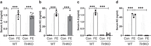 Figure 3. Intestinal extracts-induced pro-inflammatory response is TLR5-dependent. Eight-week-old male WT, TLR4-deficient (Tlr4KO) or TLR5-deficient (Tlr5KO) mice (n = 3–5) were administered FE (2.0 mg equivalent of dry feces weight; i.P.) from conventional mice. Control (Con) mice were given sterile PBS. After 2 h, mice were bled, and hemolysis-free sera were analyzed for (a&b) IL-6 and KC in WT and Tlr4KO mice and (c&d) IL-6 and KC in WT and Tlr5KO mice. Results were expressed as mean ± SEM. Statistical significance calculated using two-way ANOVA with Tukey’s post-hoc test. ***p < 0.001.