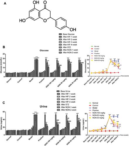 Figure 1 NGN decreases blood glucose and 24-h urine protein levels. STZ was administered after 5 weeks of HIF to induce gestational diabetes mellitus. (A) Chemical structure of NGN. (B) Presented the results that a glucometer was used to measure the change of blood glucose levels in different groups following NGN treatment for 1 and 2 weeks in the form of histograms and line graphs. (C) Presented the results that the sulfonyl salicylic acid method was used to determine 24-h urine protein levels in different groups following NGN treatment for 1 and 2 weeks in the form of histograms and line graphs. Data are expressed as the mean ± standard deviation. *P<0.05, **P<0.01 and ***P<0.001, vs control group; #P<0.05, ##P<0.01 and ###P<0.001, vs model group. NGN, naringenin; STZ, streptozotocin; HIF, high fat feeding.