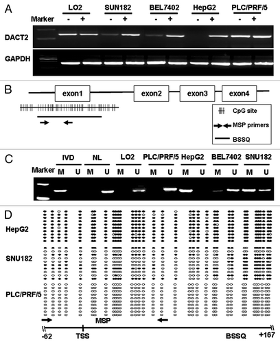 Figure 1.DACT2 is silenced by promoter region hypermethylation in HCC cell lines.(A) Expression of DACT2 was analyzed by semiquantitative RT-PCR in HCC cell lines and one immortalized hepatocyte cell line (LO2). (-) 5-AZA untreated; (+) 5-AZA treated; GAPDH was used as an internal control for RT-PCR. (B) Distribution of CpG sites in the promoter region of DACT2 and the location of the MSP primers as well as BSSQ region are shown. (C) DACT2 methylation was determined by MSP in HCC cell lines and LO2. IVD, in vitro methylated DNA (methylation control); NL, normal blood lymphocyte DNA (unmethylated control); M, methylated band; U, unmethylated band. (D) Promoter region methylation status of DACT2 was analyzed by BSSQ in three HCC cell lines. Open circles denote unmethylated CpG site and filled circles represented methylated CpG site. The region amplified by MSP is indicated by arrows. TSS, transcription start site.