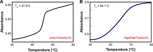 Figure S10 UV melting profiles for the complexes formed in 10 mM phosphate buffer (pH = 7.5) between poly(rA) (4 μM) and (A) 1 equiv. poly(rU) and (B) 3.5 equiv. oligoDapT 4.Abbreviation: UV, ultraviolet.