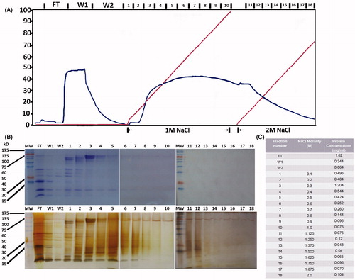 Figure 1. Isolation and fractionation of protein extracts from Phlomis lanata. Protein extracts from the aerial parts of the plant were dialyzed and submitted to ion exchange chromatography using a Q-Sepharose column and a 0–2 M NaCl gradient (A). The nomenclature used for the different fractions is marked at the upper part of the graphic. The isolated fractions were concentrated and submitted to SDS-PAGE electrophoresis (B) revealed either with Coomassie (upper panel) or silver staining (lower panel). Protein concentration in the different fractions was determined by the Lowry assay (C).