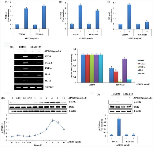 Figure 3. Effect of MAPK signalling pathway on APF-mediated production of immunomodulators in RAW264.7 cells. RAW264.7 cells were pretreated with (A) PD98059 (ERK1/2 inhibitor, 40 μM), (B) SB203580 (p38 inhibitor, 40 μM) or (C) SP600125 (JNK inhibitor, 40 μM) for 2 h and then co-treated with APF (50 μg/ml) for 24 h. NO level was measured by the Griess assay. (D) RAW264.7 cells were pretreated with SP600125 (JNK inhibitor, 40 μM) for 2 h and then co-treated with APF (50 μg/ml) for 24 h. mRNA level was measured by the RT-PCR. (E) RAW264.7 cells were treated with APF (50 μg/ml) for the indicated times. Protein levels were measured by Western blot analysis. (F) RAW264.7 cells were pretreated with TAK-242 (TLR4 inhibitor, 10 μM) for 2 h and co-treated with APF (50 μg/ml) for 1 h. Protein levels were measured by the Western blot analysis. *p < 0.05 compared to the cells without the treatment.