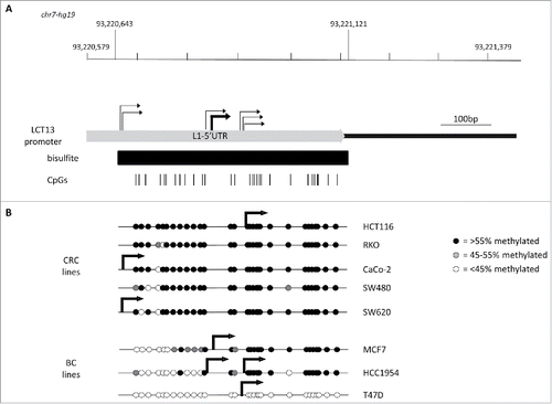 Figure 2. Relationship between L1–5′UTR methylation and LCT13 transcription start sites in cell lines. (A) Schematic diagram showing the 5′UTR of the L1PA2 driving LCT13 (chr7: 93,220,579–93,221,079) with indicated the regions analyzed by bisulfite sequencing (black bar; chr7: 93,220,643–93,221,121) and the positions of the 29 CpG sites (vertical black lines) within it. All coordinates are from hg19 annotations and the scale is in base pairs (bp). Indicated are all the transcription start sites (TSS; bent arrows) identified in the cell lines by 5′RACE demonstrating scattered transcription initiation (light gray) (see also Fig. S3). (B) Diagrams combining the lollipops summarizing the average methylation at each of the 29 CpG site analyzed in the panels of colorectal (CRC) and breast (BC) cancer cell lines (see Fig. S2) with the stronger TSS site identified for the particular cell line (thick bent arrows). No TSS was identified by 5′RACE in RKO and SW480 cell lines, consistent with lack of detectable LCT13 transcripts in these cells (Fig. 1B, right panel).