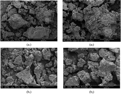 Figure 5. SEM image of WPH(a1:5000×, a2:10000×) and WPH-Se chelate(b1:5000×, b2:10000×).