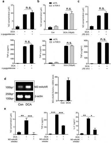 Figure 4. DCA-induced macrophage polarization is mediated by M2 muscarinic acetylcholine receptor (M2-mAchR). (a) RAW264.7 macrophages were stimulated with DCA (100 µM) in the presence or absence of Z-Guggulsterone (20 μM). NO and TNF-α in supernatants were analyzed. (b) Scramble control siRNA (siCTL) or TGR5 siRNA (siTGR5) transfected RAW264.7 macrophages were stimulated with DCA (100 µM). NO and TNF-α in supernatants were analyzed. (c) RAW264.7 macrophages were stimulated with DCA (100 µM) in the presence or absence of JTE-013 (10 μM). NO and TNF-α in supernatants were determined. (d) RAW264.7 macrophages were stimulated with DCA (100 µM) for 4 h. The expression of M2-mAchR was measured by regular PCR and real-time PCR. (e) RAW264.7 macrophages were stimulated with DCA (100 µM) in the presence or absence of M2-mAchR inhibitor (methoctramine, 5 µM). NO, TNF-α and IL-6 in supernatants were analyzed. *: p < .05; **: p < .01; ***: p < .001. n.s.: no statistically significant difference (p > .05). Representative data from 3 independent experiments are shown. Error bars indicate s.e.m.