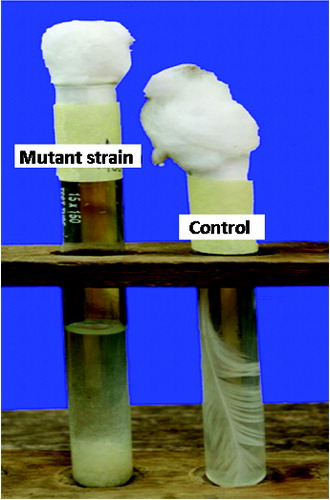 Figure 5. Complete degradation of a whole feather by B. safensis LAU 13.
