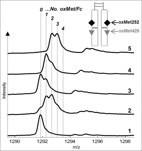 Figure 5. ESI-MS analysis results of plasmin-digested samples: (1) mAb1, (2) mAb1_Ox, (3) mAb1_Ox_main peak, (4) mAb1_Ox_prepeak I, (5) mAb1_Ox_prepeak II. Signals in the mass spectra represent number of methionine oxidations (indicated by dotted lines and italic numbers; +16 Da for each oxidation) in the intact Fc (minimum 0, maximum 4 oxMet per Fc). The sketch shows the resulting fragment after plasmin digest: Disulfide-linked, intact Fc with 4 potential oxMets.