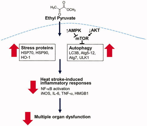 Figure 8. Schematic depiction of the protective mechanisms of EP in heat stroke. EP augments stress proteins HSP70, HSP90 and HO-1 expression and activates autophagy to reduce heat stroke-induced inflammatory responses, contributing to the improvement of multiple organ dysfunction.