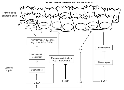 Figure 1. Overview of the role of TH17 cytokines and downstream signaling pathways in colorectal carcinoma. Abbreviations: IL, interleukin; STAT3, signal transducer and activator of transcription 3; PGE2, prostaglandin E2; VEGF, vascular endothelial growth factor; TNFα, tumor necrosis factor α