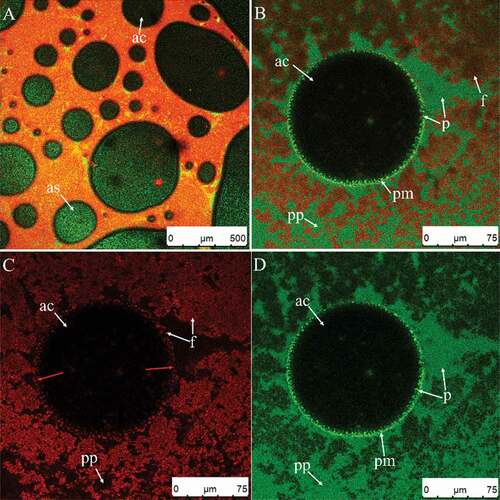 Figure 5. (A–E) CSLM-micrographs of cream whipped for 30 s at low speed (950 rpm). Red and green signals in plasma phase (pp) represent fat (f) and protein (p), respectively. Black or green circled areas are the center (ac) or surface (as) of air bubbles, respectively; green circles and area signals indicate protein membranes (pm).
