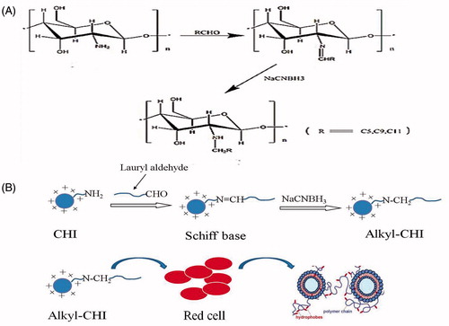 Scheme 1. (A) Synthesis of HM-CHI. (B) Schematic illustration the action between the HM-CHI and red cells.