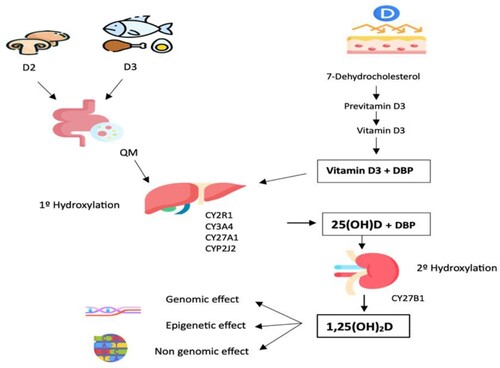 Figure 2. Absorption, Transport, and Metabolism of Vitamin D.