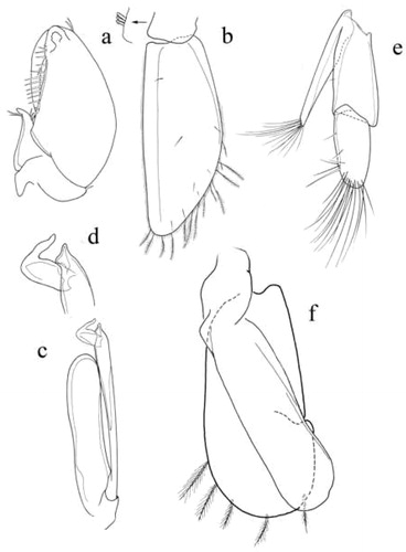 Figure 2 Stygocyathura taitii n. sp. Paratype male: a, gnatopod; b, first pleopod; c, second pleopod, exopodite omitted; d, apex of appendix masculina of second pleopod; e, uropod; f, third pleopod.