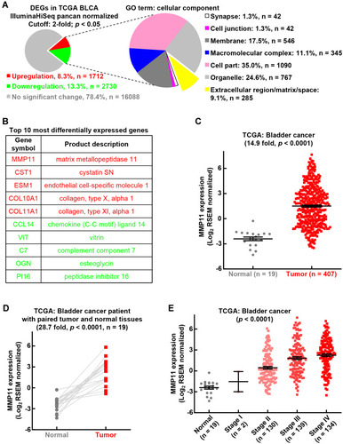 Figure 3 Big data analysis reveals MMP11 expression in bladder cancer. (A) GO term cellular component analysis of DEGs. (B) Top 10 most differentially expressed genes in yellow part in (A). (C) 14.9-fold increase of MMP11 expression was observed in bladder tumor tissues compared to adjacent normal tissues. (D) A higher upregulation of MMP11 expression (28.7-fold) is found in cancer tissues in bladder cancer patients compared to their matched normal tissues. (E) MMP11 expression level gradually increased along with tumor stage in bladder cancer. Student’s t-test was performed in (C) and (E) (two tailed, unpaired) and (D) (two tailed, paired). Data represent means±SEM in (C)and (E).