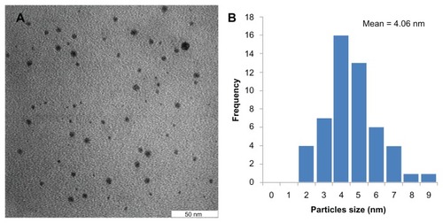 Figure 5 (A) TEM image and (B) particles size distribution of Ag nanoparticles synthesized by pu-erh tea leaves extract.