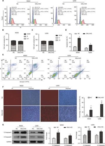 Figure 4 GNL3 knockdown induces cell cycle arrest and promotes apoptosis in osteosarcoma cells.Notes: (A, B, C) Flow cytometry analyses were applied to test the effects of si-GNL3 on cell cycle distribution in MG63 and U20S cells. (D, E) Cell apoptosis was also assessed by flow cytometry in MG63 and U20S cells. (F) Hoechst/PI staining assay was used to observe the effect of si-GNL3 on cell apoptosis in MG63 and U20S cells. Magnification ×100. (G) After 48 hours of transfection, Western blot assays of apoptosis-related proteins (cleaved Caspase3 and cleaved Caspase9) were conducted in MG63 and U20S cells. Data are presented as the mean±SD (n=3). Results were obtained in three replicates. *P<0.05, **P<0.01 vs the control group.Abbreviations: NC, negative control; PI, propidium iodide.