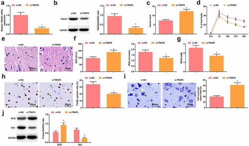 Figure 6. Depressing TRAF6 exerts protectively for rats with HIBD. A-B. RT-qPCR and Western blot analysis of TRAF6 expression in HIBD rats after injection with si-TRAF6; C. Neurological function score of HIBD rats after injection with si-TRAF6; D. Behavioral function of HIBD rats after injection with si-TRAF6; E. HE staining; F. SOD and MDA levels of HIBD rats after injection with si-TRAF6; G. NO levels of HIBD rats after injection with si-TRAF6; H. TUNEL staining; I. Nissl staining; J. Bax and Bcl-2 protein expression in HIBD rats after injection with si-TRAF6; measurement data were expressed as mean ± standard deviation; * P < 0.05 vs. the si-NC group.